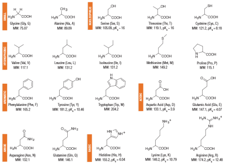 aminoAcidStructures